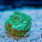 Green Plating Montipora with Toxic Polyps - Royal Reef