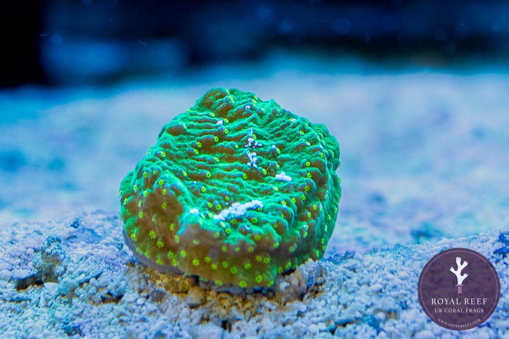 Green Plating Montipora with Toxic Polyps - Royal Reef