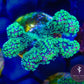 Green Pocillopora - Royal Reef