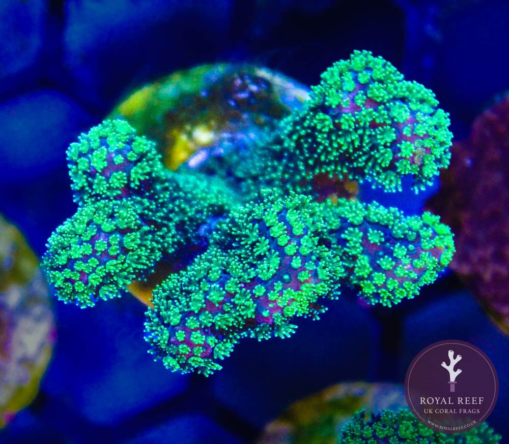 Green Pocillopora - Royal Reef