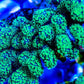 Green Pocillopora - Royal Reef