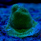 Green Porites - Royal Reef