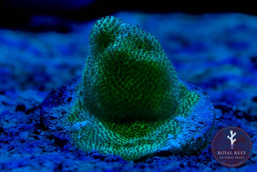 Green Porites - Royal Reef