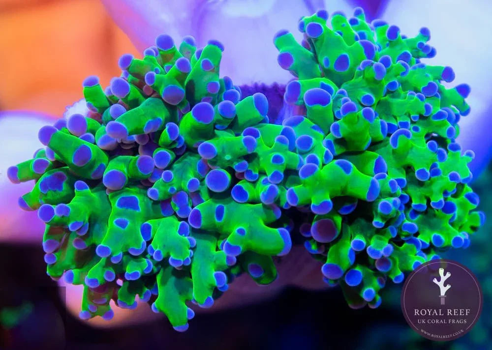 Frogspawn Shape Green w/Purple Tip Branching Frogspawn – Royal Reef