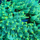 Green Bubble Tip Anemone (Single)