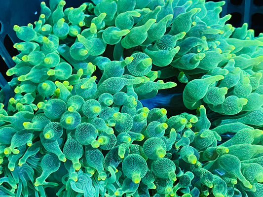 Green Bubble Tip Anemone (Single)
