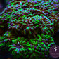 Hammer Green Purple - Royal Reef