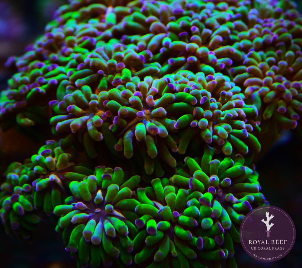 Hammer Green Purple - Royal Reef