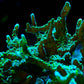 Hirsuta Montipora - Royal Reef