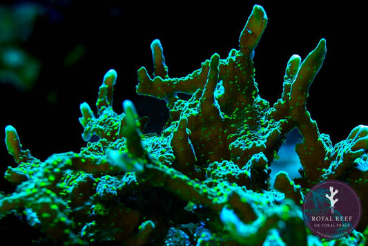 Hirsuta Montipora - Royal Reef