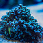 Holy Grail Frogspawn - Royal Reef