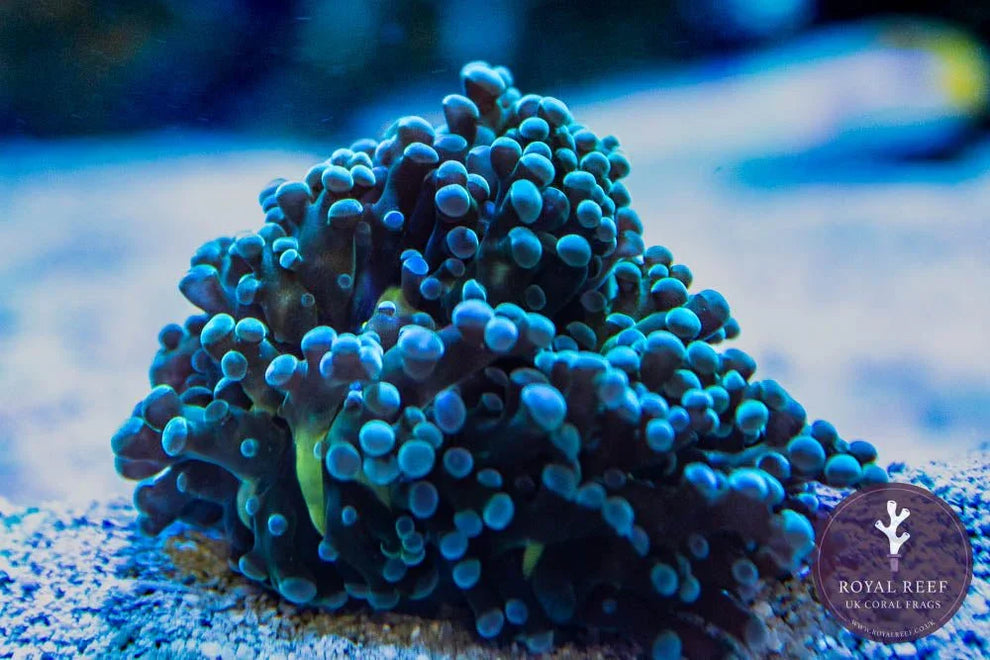 Frogspawn Colour Holy Grail Branching Frogspawn – Royal Reef