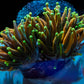 Holy Moly Torch Coral - Royal Reef