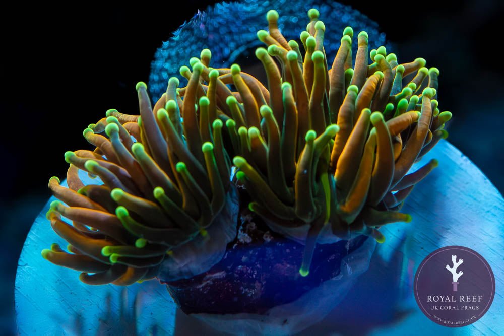 Holy Moly Torch Coral - Royal Reef