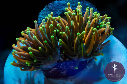 Holy Moly Torch Coral - Royal Reef