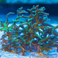 Hystrix Limeberry Birdsnest - Royal Reef