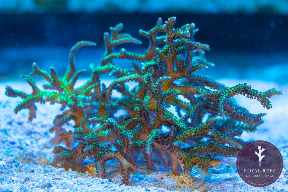 Hystrix Limeberry Birdsnest - Royal Reef