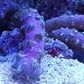 Purple Snake Coral