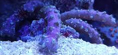 Purple Snake Coral