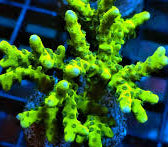 Slimeball Anacropora