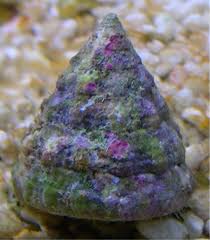 White Turbo Snails (INVERT)