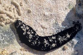 Black Sea cucumber (INVERT)