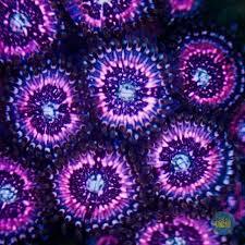 Close-up of vibrant purple and blue zoanthid coral polyps under aquarium lighting.