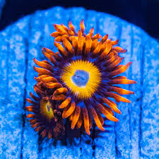 Blue Eyed Blonde Zoa 3+ Heads