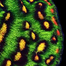 Raja Rampage Chalice