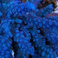 Vibrant blue SPS coral frag underwater in a reef aquarium