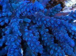 Vibrant blue SPS coral frag underwater in a reef aquarium