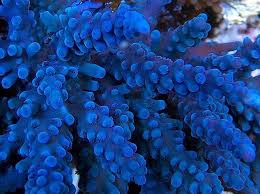 Oregon Tort Acropora