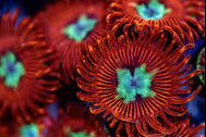 Flashlight Zoa 3+ Heads