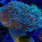 Japanese XL Toadstool w/ Long Polyps - Royal Reef