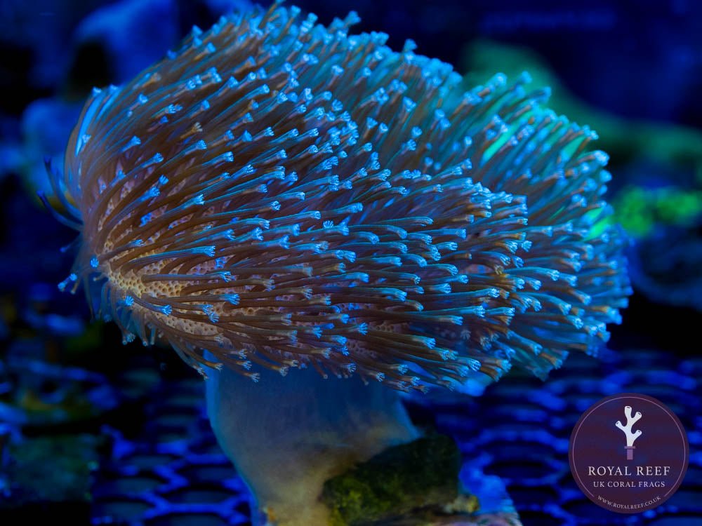 Japanese XL Toadstool w/ Long Polyps - Royal Reef