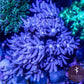 Jasmine Clove Polyp - Royal Reef