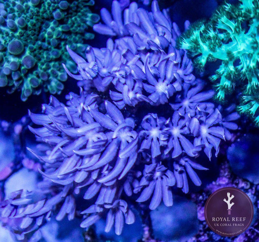 Jasmine Clove Polyp - Royal Reef