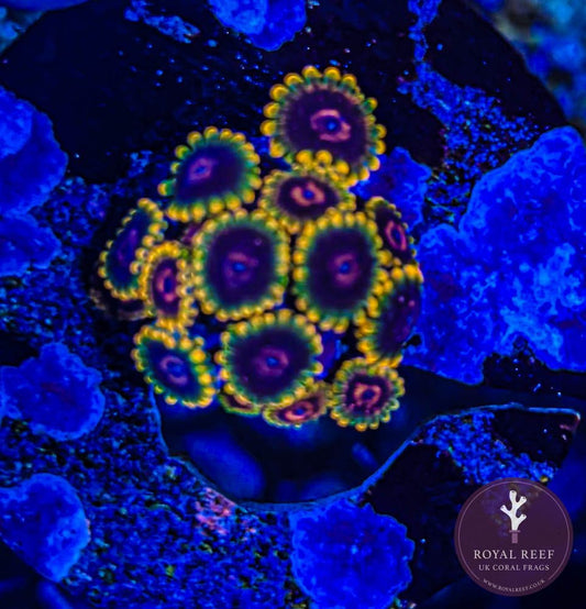 Jedi Mind Tricks Zoa 3+ Heads - Royal Reef