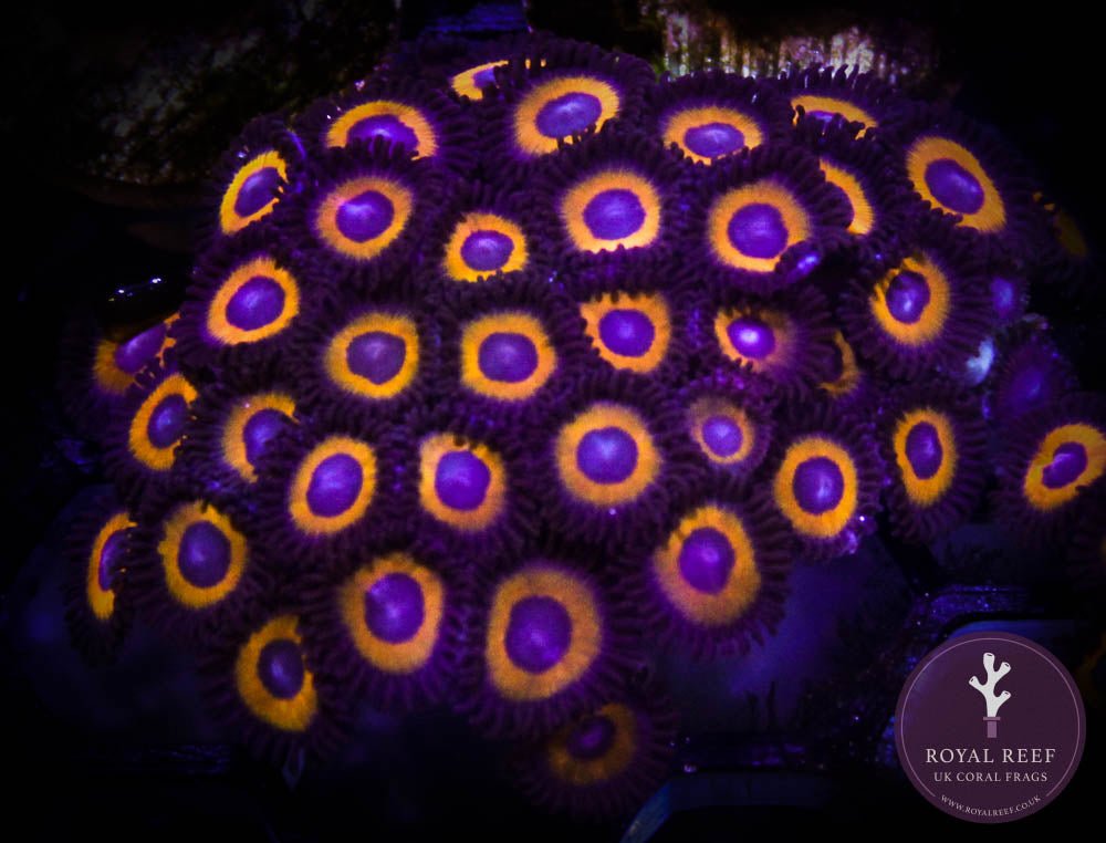 Johnny Pumpkin Seed Zoa 3+ Heads - Royal Reef