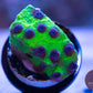 Joker Cyphastrea - Royal Reef