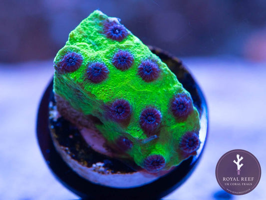 Joker Cyphastrea - Royal Reef