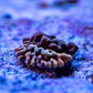 Kung Poa Palwaensis Montipora - Royal Reef