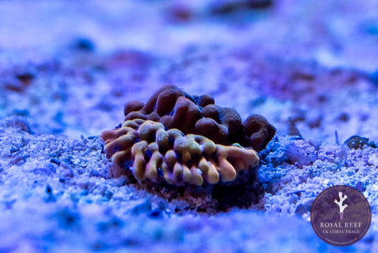 Kung Poa Palwaensis Montipora - Royal Reef