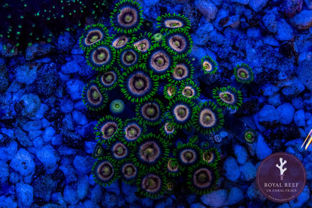 Laser Lemons Zoa 3+ Heads - Royal Reef