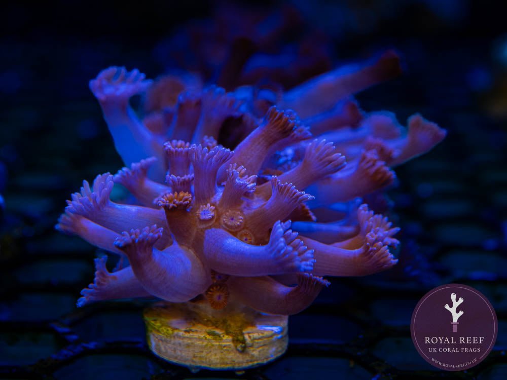 Long Purple Gonipora - Royal Reef