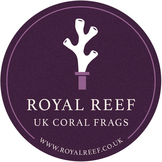 LPS CORAL 5 PACK £90 - Royal Reef