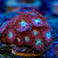 Magician Zoa 3+ Heads - Royal Reef