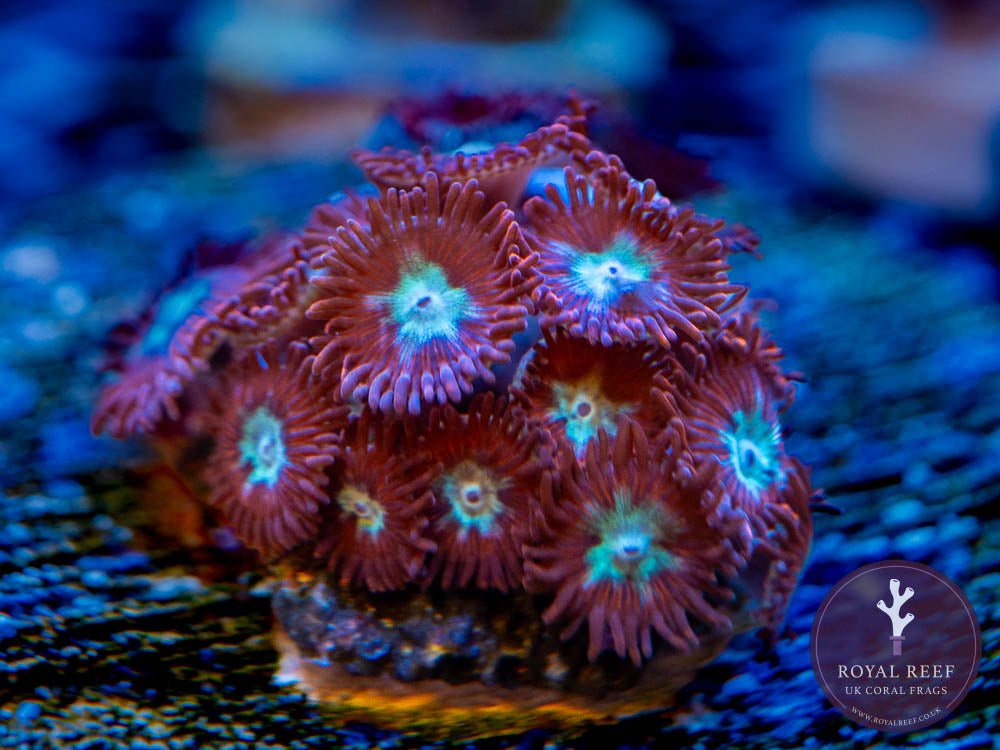 Magician Zoa 3+ Heads - Royal Reef