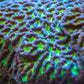 Maze Coral - Royal Reef
