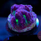 Maze Coral - Royal Reef